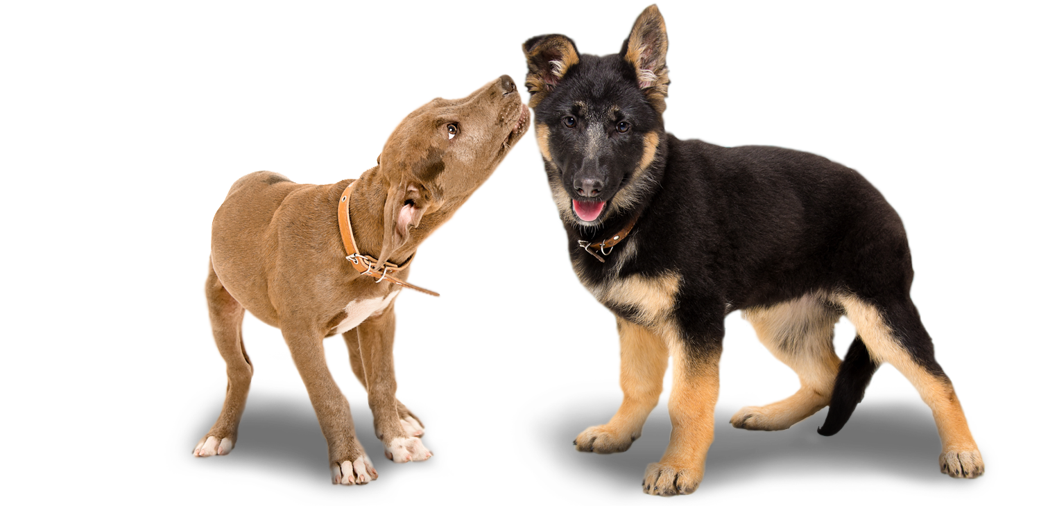 DoggyBanner
